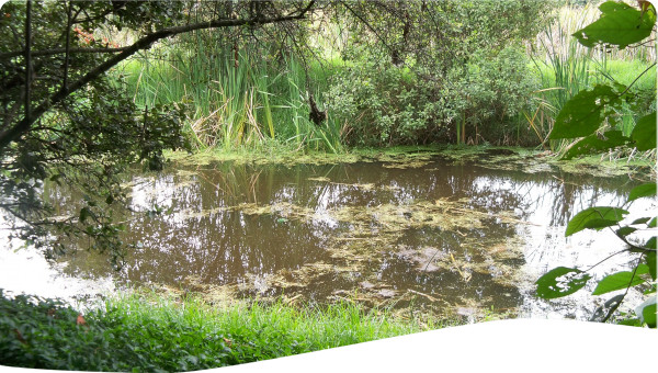 Panama: Restoration and integrated management in the Zaratí river sub basin
