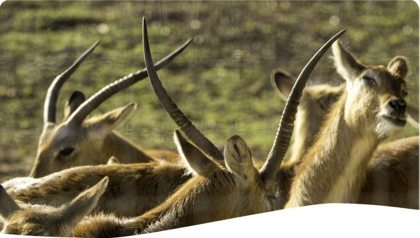 Zambia: Restoring the Kafue Flats