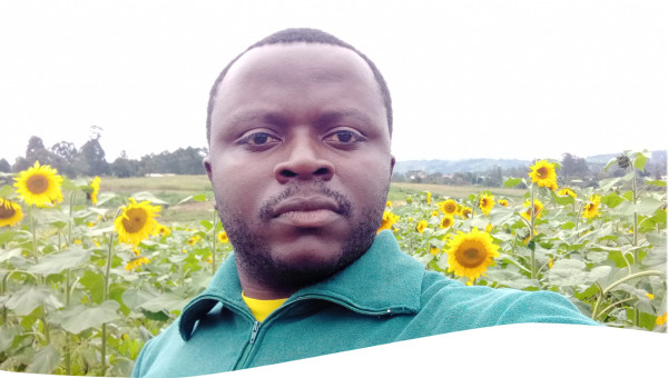 Tournesol