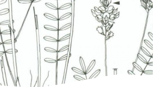 The Picture showes the Plant onobrychis viciifolia.