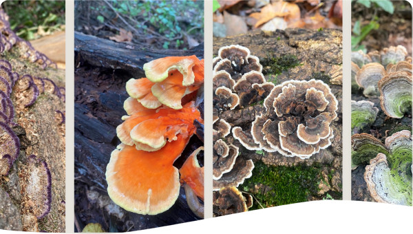 funghi