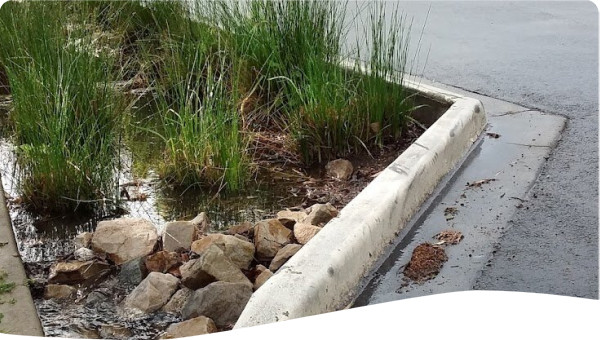 Raingarden