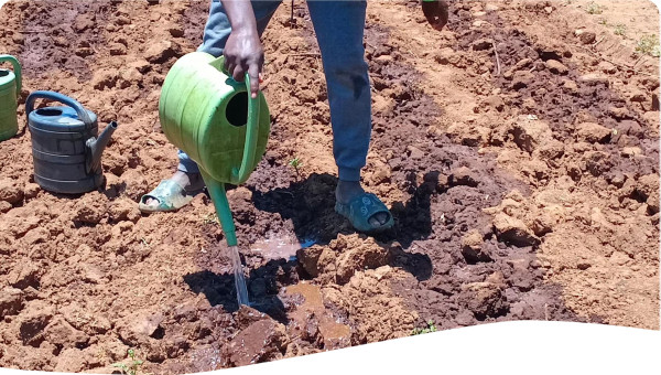 This image shows how water scarcity has been because of climate change and thus students doing research opt to use irrigation 