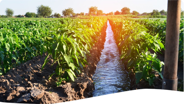Irrigation in a field