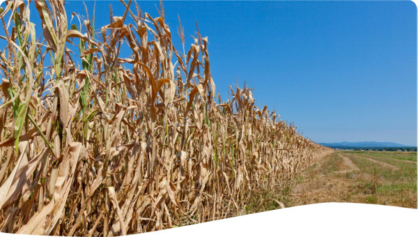 Drought in agricultural field