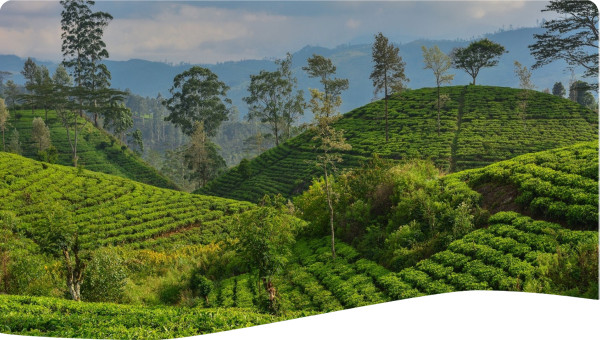 Tea plantation