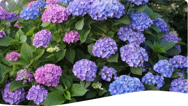 flowers that I really admire