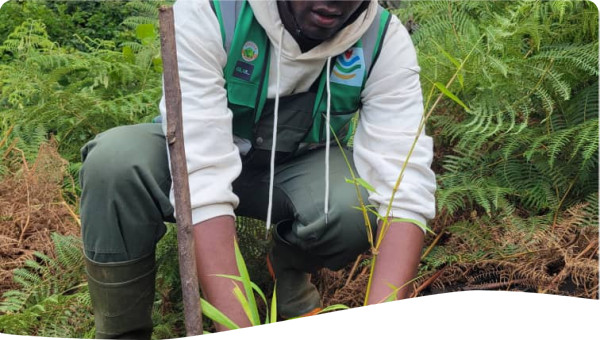 Planting a Bamboo at the degraded mbingmboh watersheds as part of the efforts to restore the degraded watersheds