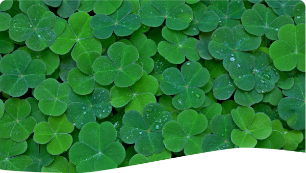 Four-Leaf Clover