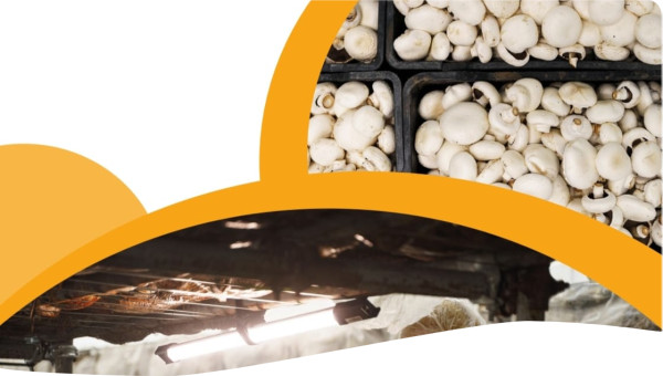 Alreef Mushroom Farm