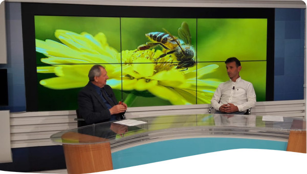 Prof. Kastriot Korro speaking on Albanian National Television about sustainable beekeeping and the BeeSmart project, with an image of a honeybee on a flower in the background.