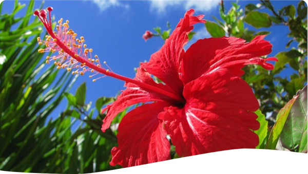 hibiskus