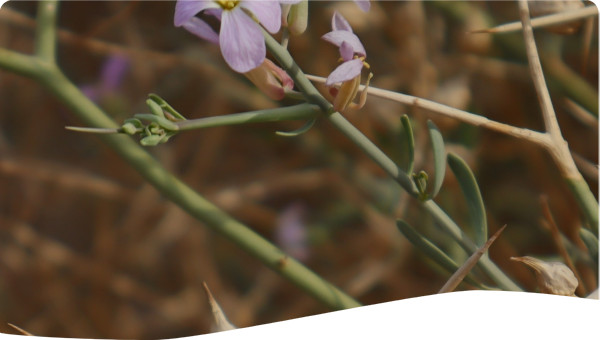 Photo by Esra Abdelrazig Elfaki