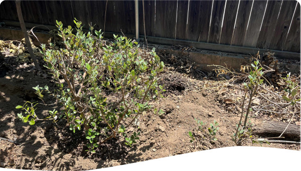 Two drought & fire resistant pineapple guava seedlings are planted next to each other in the Arcadia Ecohome Microforest.