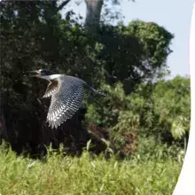 Ringed Kingfisher