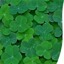 Four-Leaf Clover